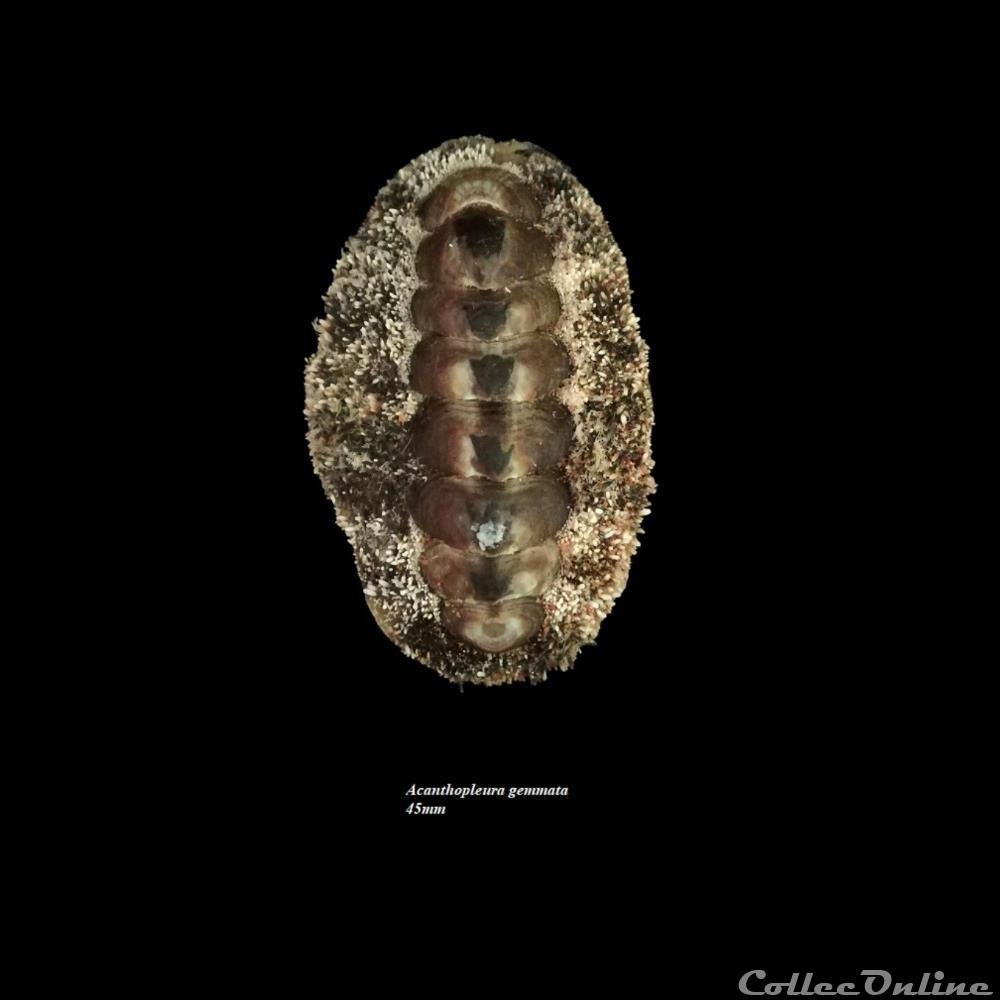 Acanthopleura gemmata 45mm coquillage fossile polyplacophora acanthopleura gemmata 45mm
