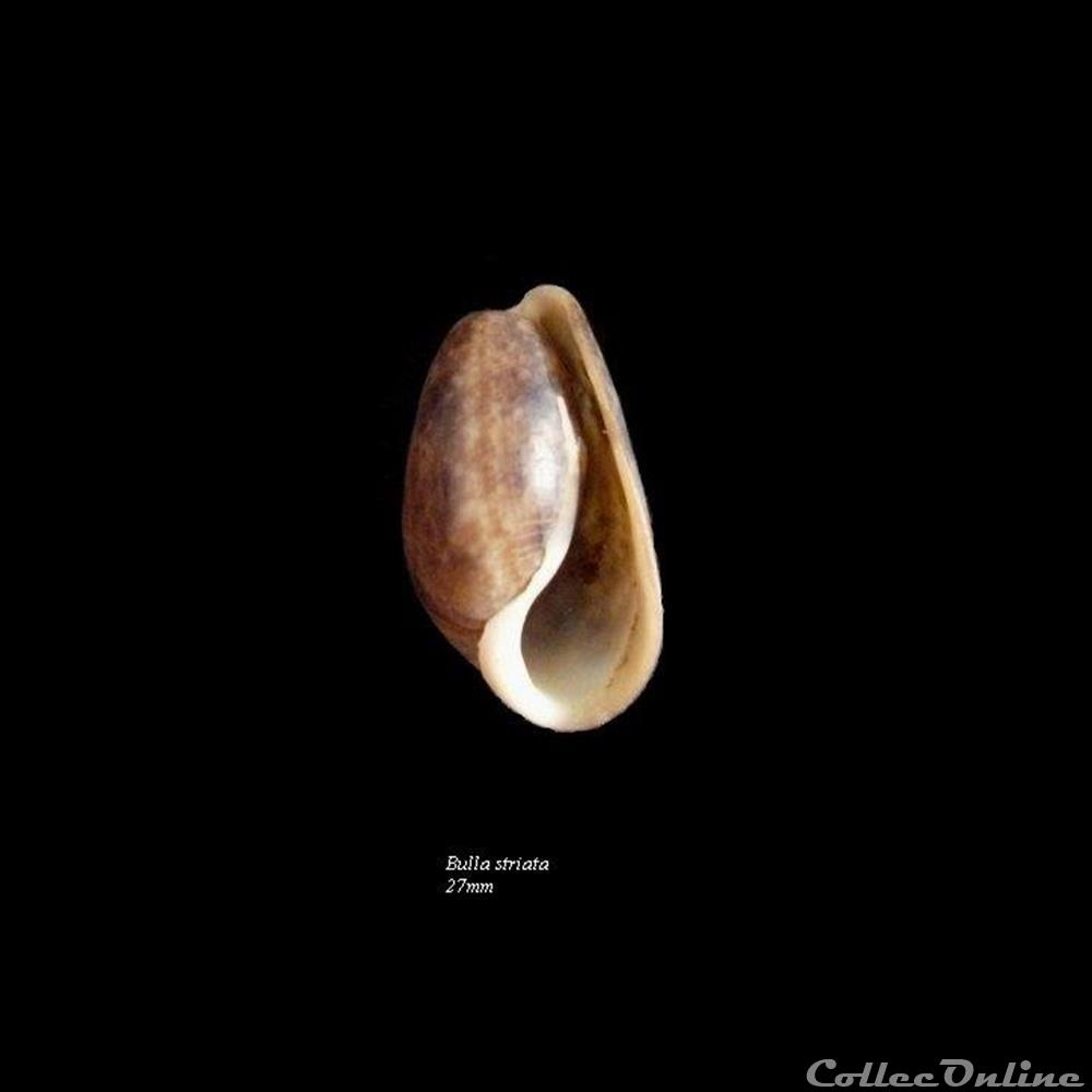 Bulla striata 27mm coquillage fossile gastropodum bulla striata 27mm