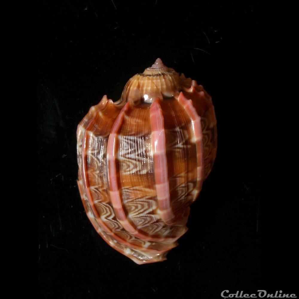 Harpa major 68mm coquillage fossile gastropodum harpa major 68mm