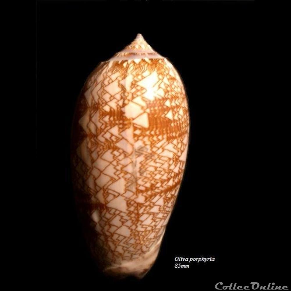 Oliva porphyria 85mm coquillage fossile gastropodum oliva porphyria 85mm