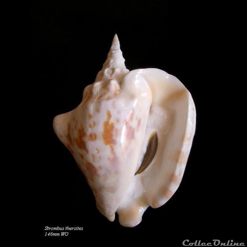 Strombus thersites 146mm WO coquillage fossile gastropodum strombus thersites 146mm wo