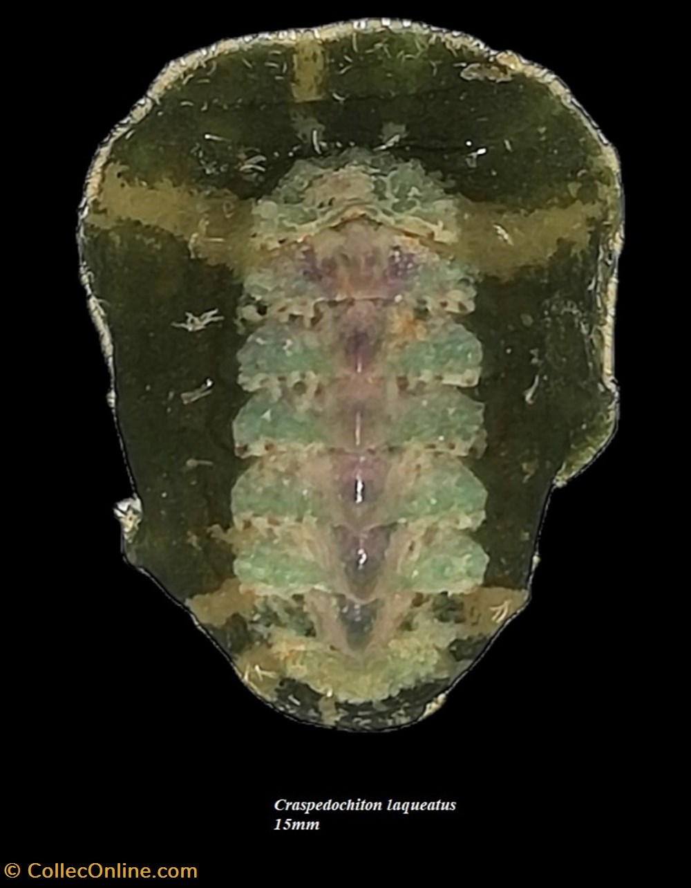 coquillages fossiles polyplacophora craspedochiton laqueatus 15mm