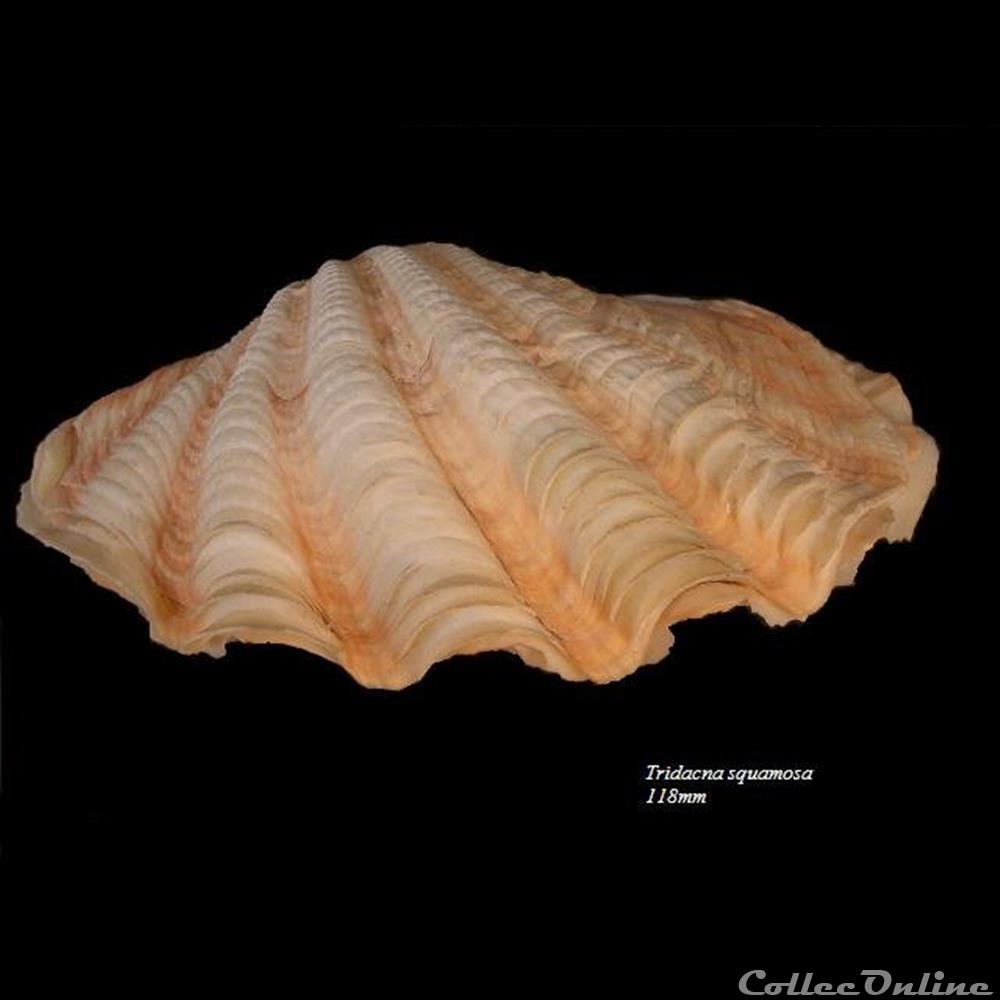 coquillage fossile bivalvium tridacna squamosa 118mm
