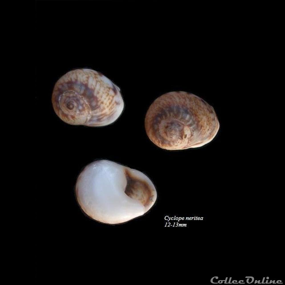 Cyclope neritea 12-13mm coquillage fossile gastropodum cyclope neritea 12 13mm
