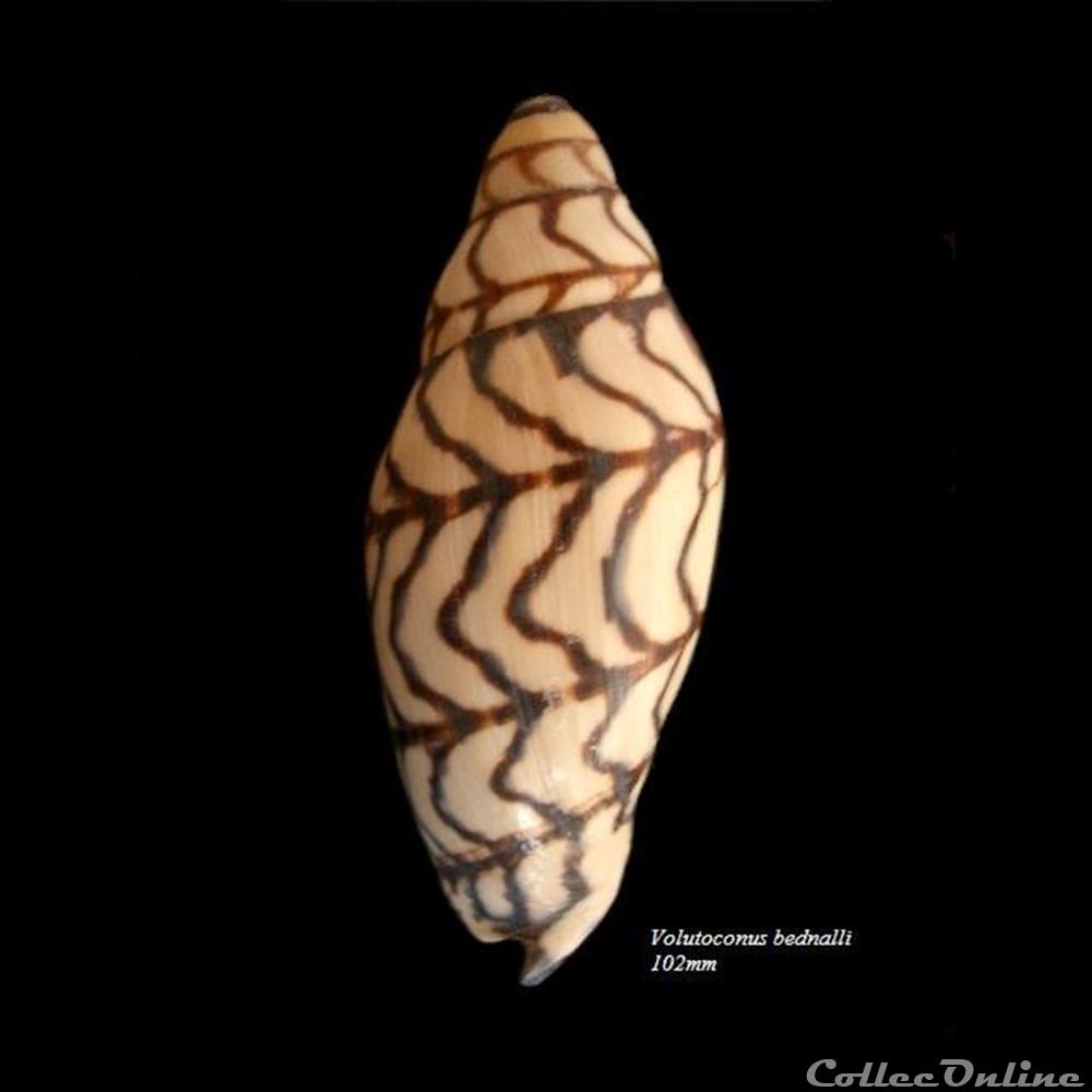 Volutoconus bednalli 102mm coquillage fossile gastropodum volutoconus bednalli 102mm