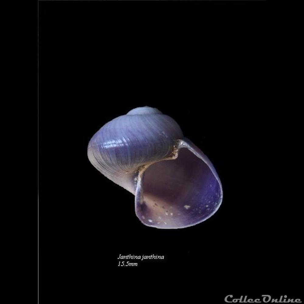 Janthina janthina 15.5mm coquillage fossile gastropodum janthina janthina 15 5mm