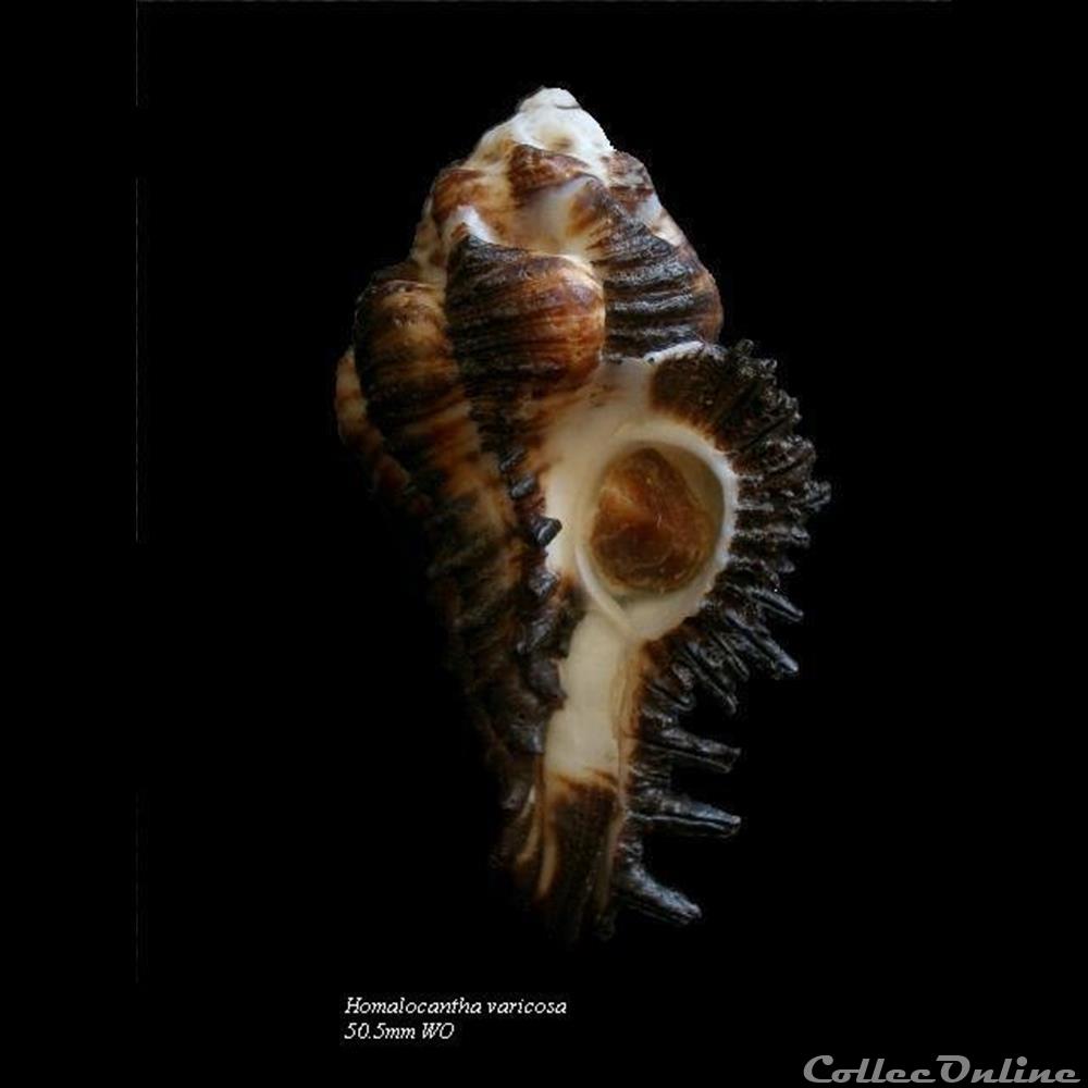 coquillage fossile gastropodum homalocantha varicosa 50 5mm wo