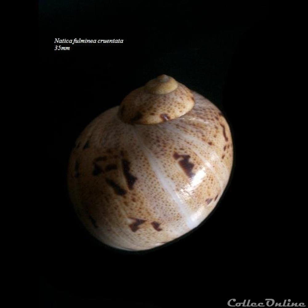 Natica fulminea cruentata 35mm coquillage fossile gastropodum natica fulminea cruentata 35mm
