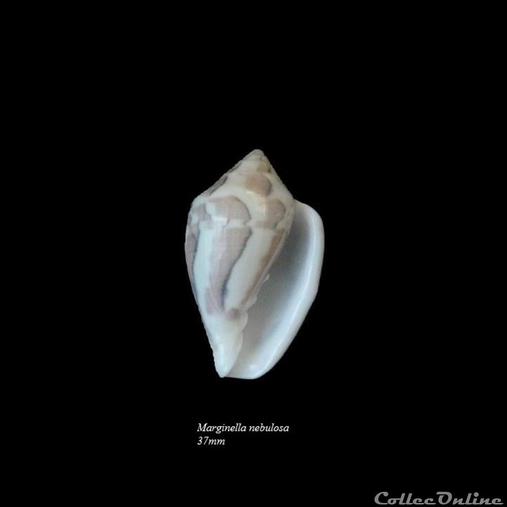 Marginella nebullosa 37mm coquillage fossile gastropodum marginella nebullosa 37mm
