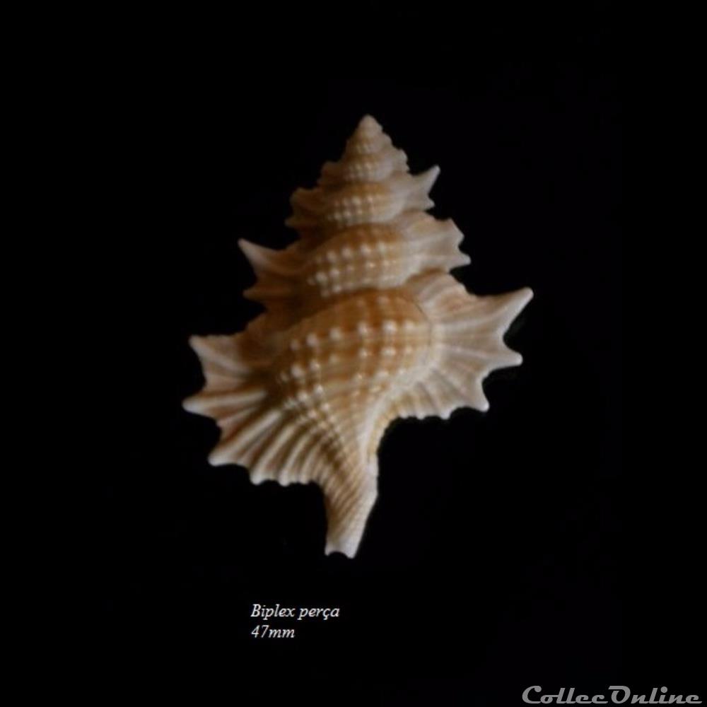 coquillage fossile gastropodum biplex perca 47mm