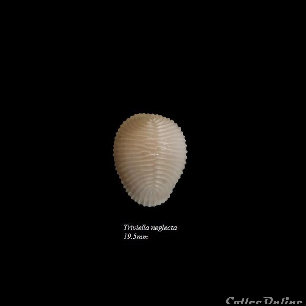 coquillage fossile gastropodum triviella neglecta 19 5mm