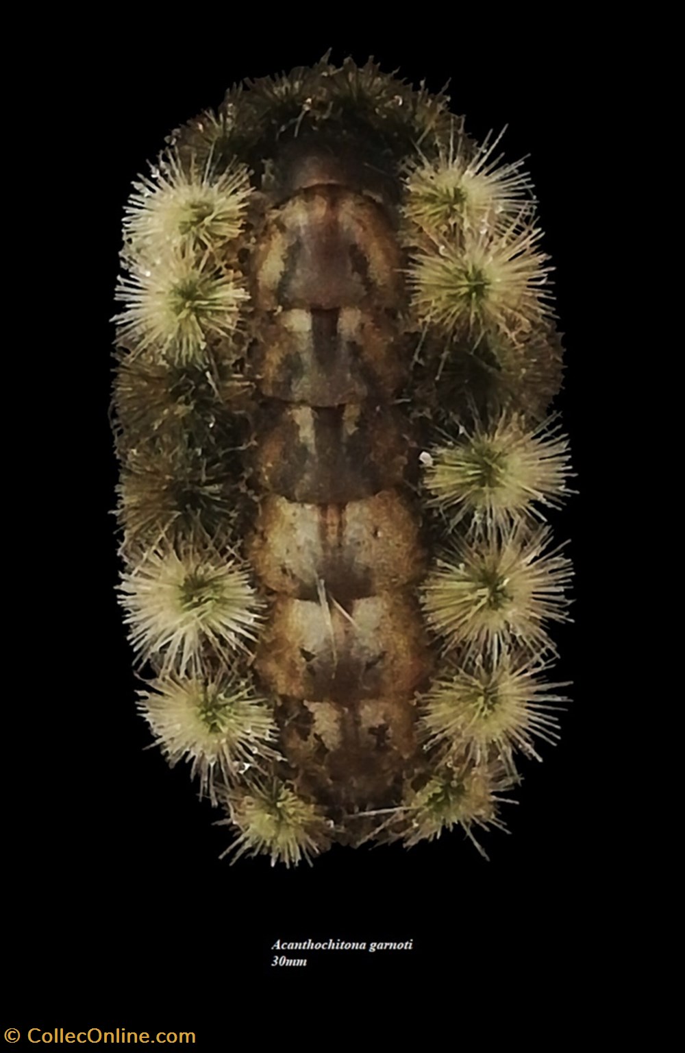 Acanthochitona garnoti 30mm coquillages fossiles polyplacophora acanthochitona garnoti 30mm