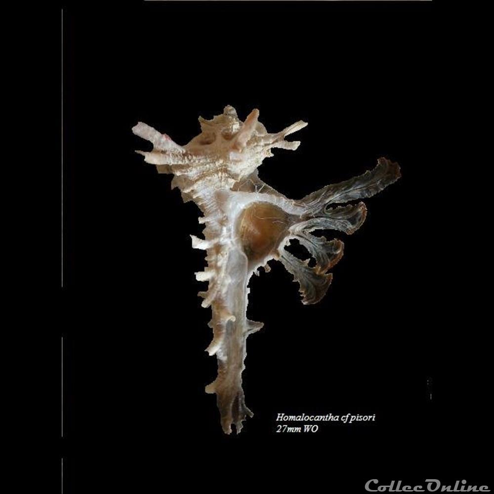 Homalocantha pisori 37.5mm 3 coquillage fossile gastropodum homalocantha pisori 37 5mm
