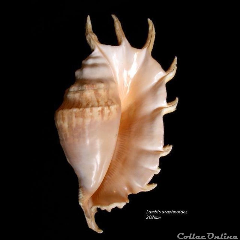 Lambis arachnoïdes 203mm coquillage fossile gastropodum lambis arachnoides 203mm