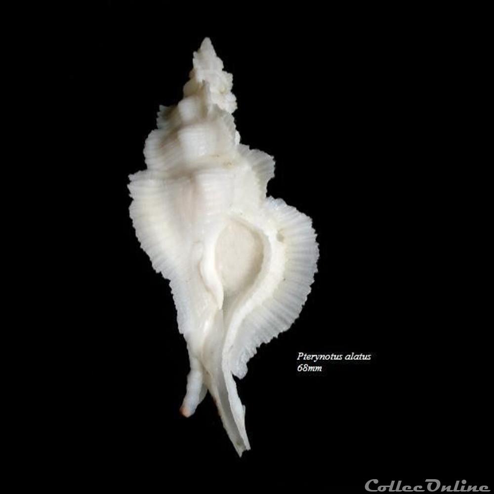 Pterynotus pinnatus 68mm coquillage fossile gastropodum pterynotus pinnatus 68mm