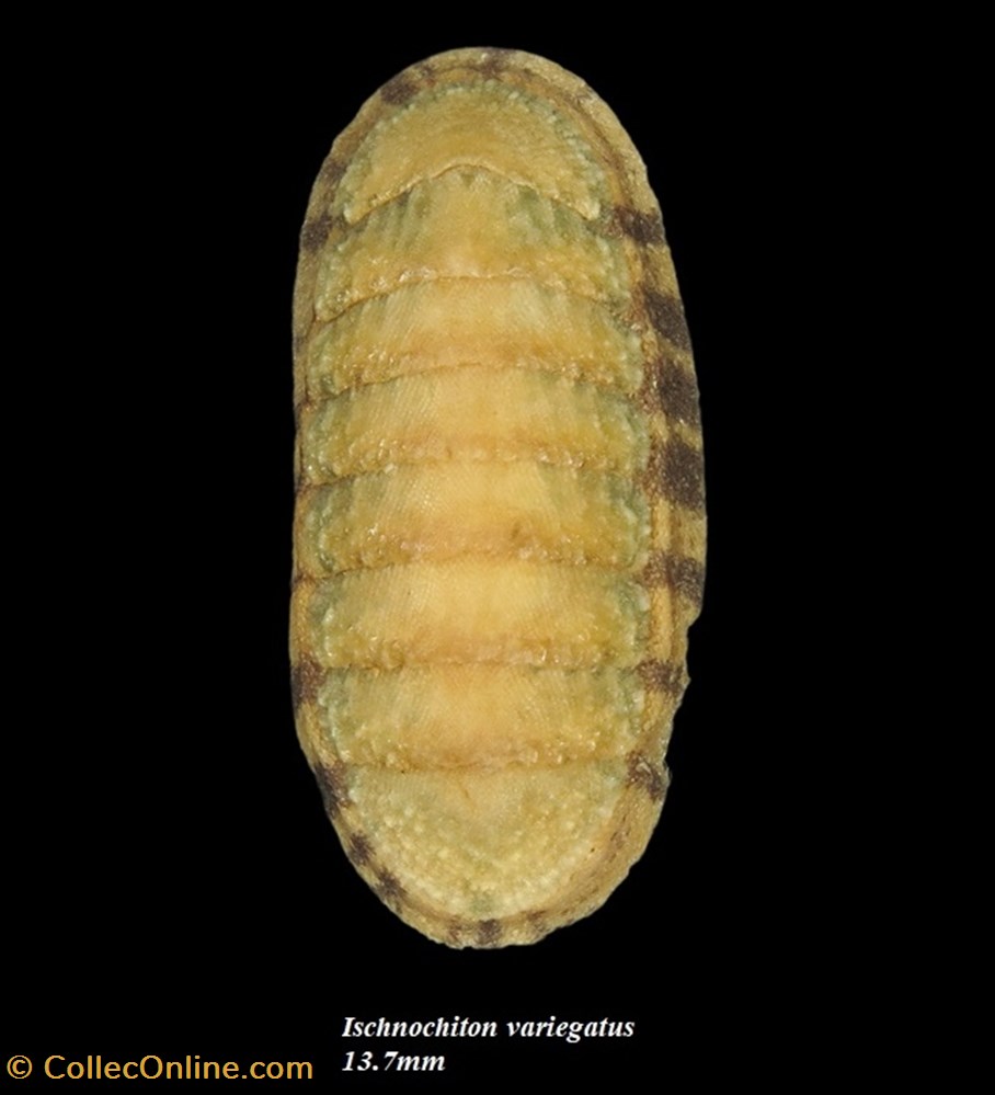 Ischnochiton variegatus 13.7mm coquillages fossiles polyplacophora ischnochiton variegatus 13 7mm