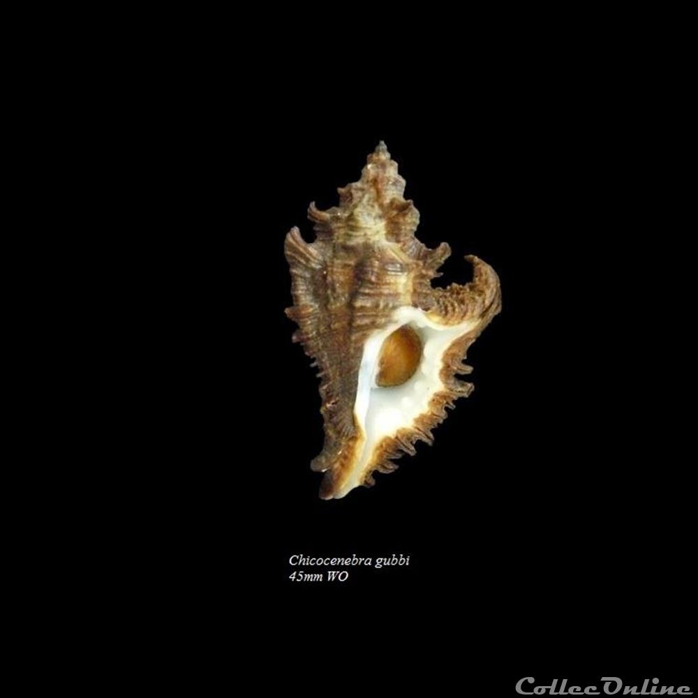 Chicocenebra gubbi 45mm WO coquillage fossile gastropodum chicocenebra gubbi 45mm wo