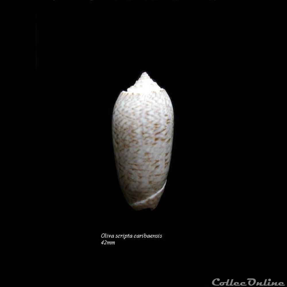 Oliva scripta caribaensis 42mm coquillage fossile gastropodum oliva scripta caribaensis 42mm