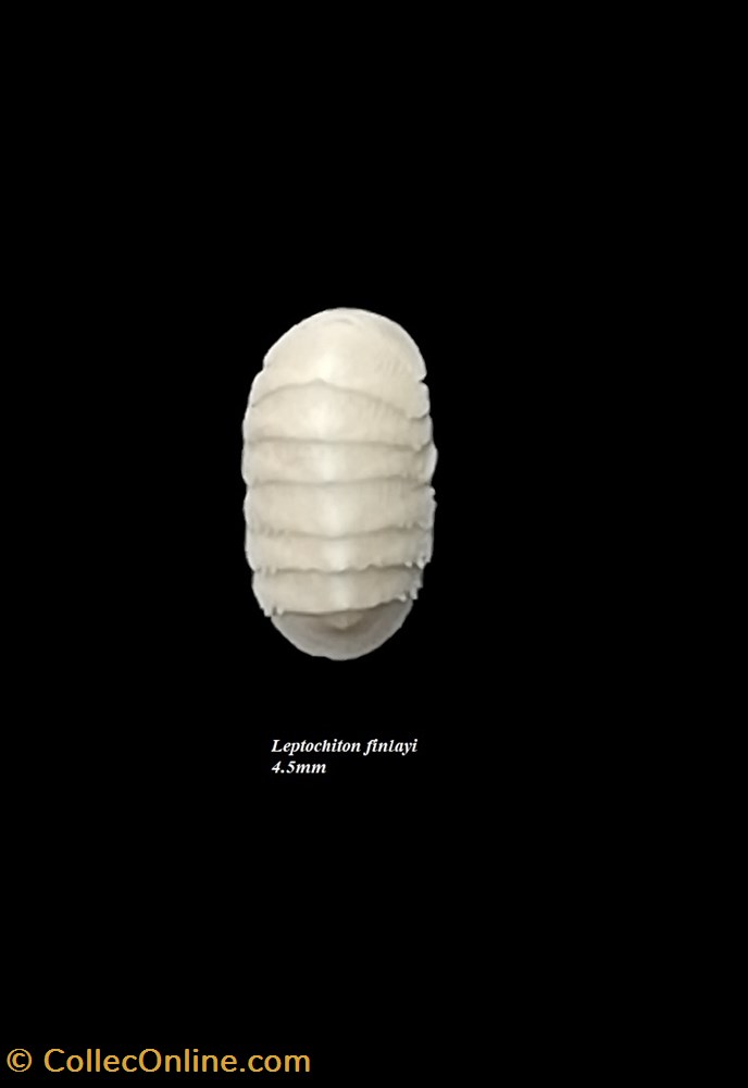 Leptochiton finlayi 4.5mm coquillages fossiles polyplacophora leptochiton finlayi 4 5mm