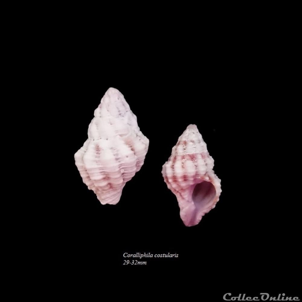 coquillage fossile gastropodum coralliophila costularis 29 32mm