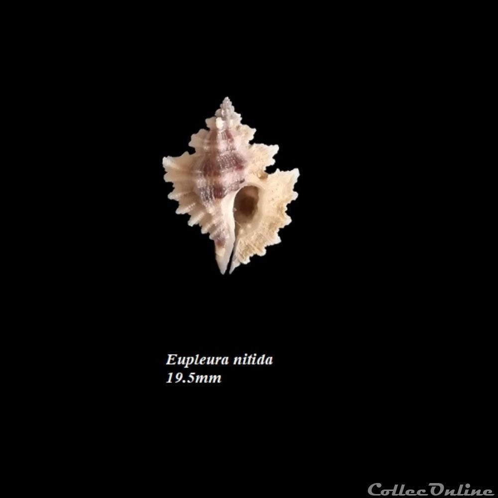 Eupleura nitida 19.5mm coquillage fossile gastropodum eupleura nitida 19 5mm