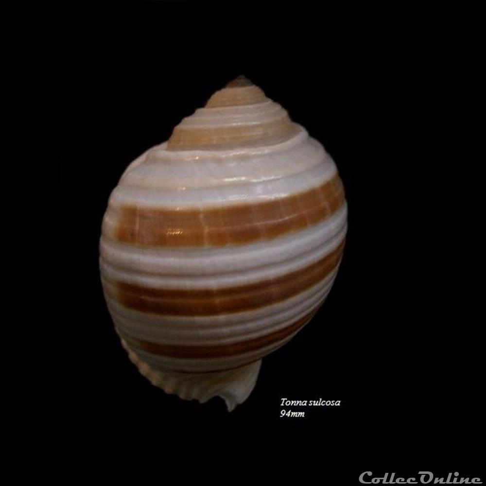 Tonna sulcosa 94mm coquillage fossile gastropodum tonna sulcosa 94mm