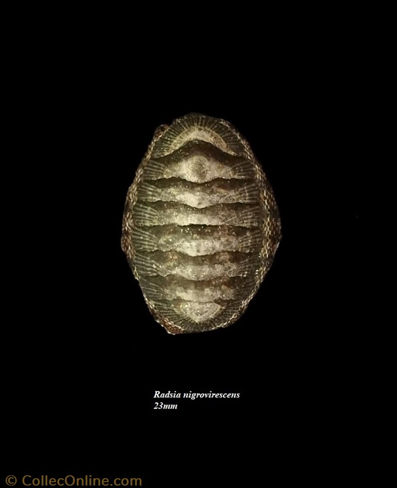 Radsia nigrovirescens 23mm coquillage fossile polyplacophora radsia nigrovirescens 23mm