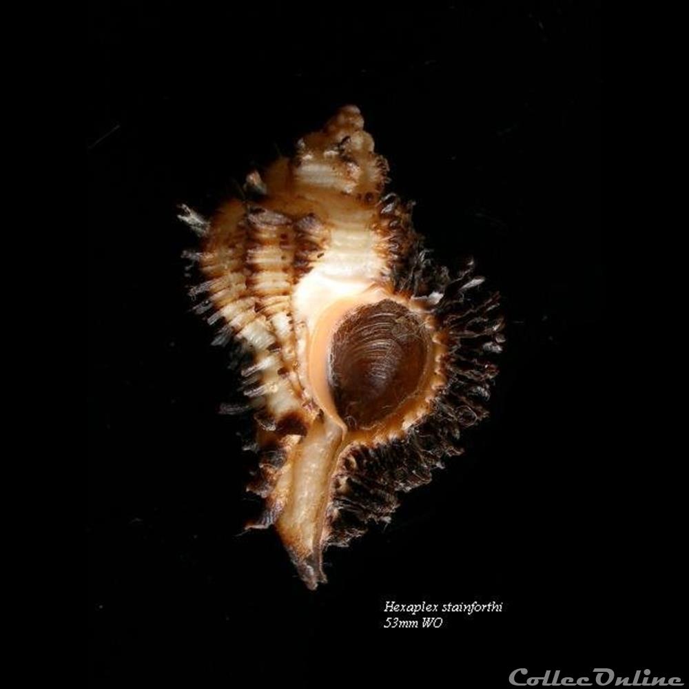 Hexaplex stainforthi 53mm WO coquillage fossile gastropodum hexaplex stainforthi 53mm wo