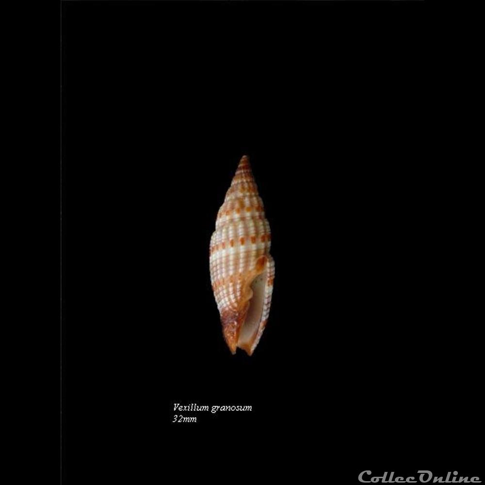 Vexillum granosum 32mm coquillage fossile gastropodum vexillum granosum 32mm
