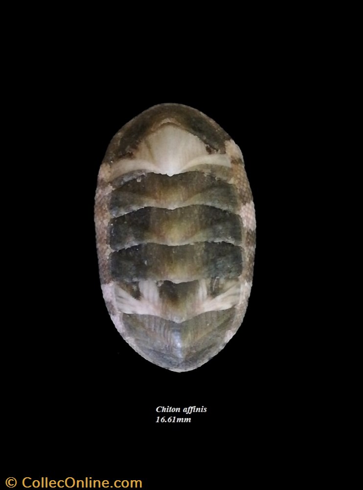 Chiton affinis 16.61mm coquillage fossile polyplacophora chiton affinis 16 61mm