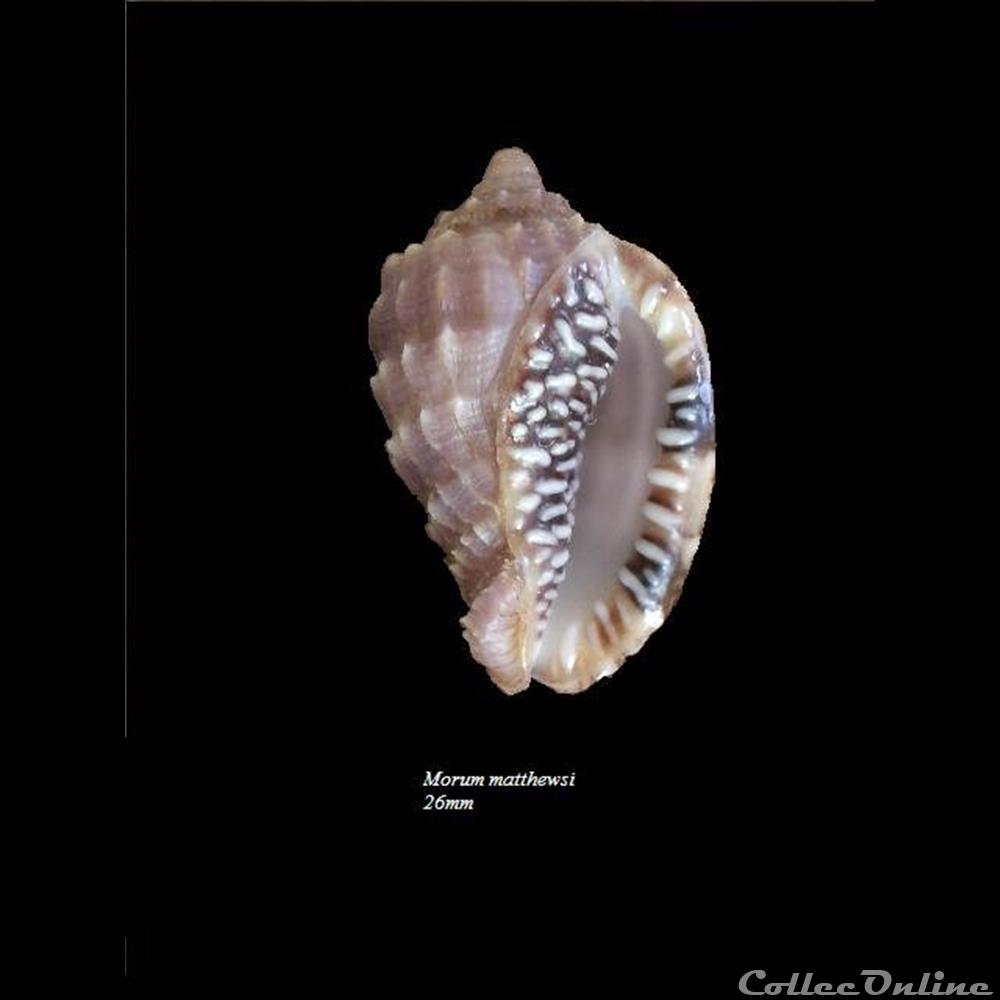 Morum matthewsi 26mm coquillage fossile gastropodum morum matthewsi 26mm