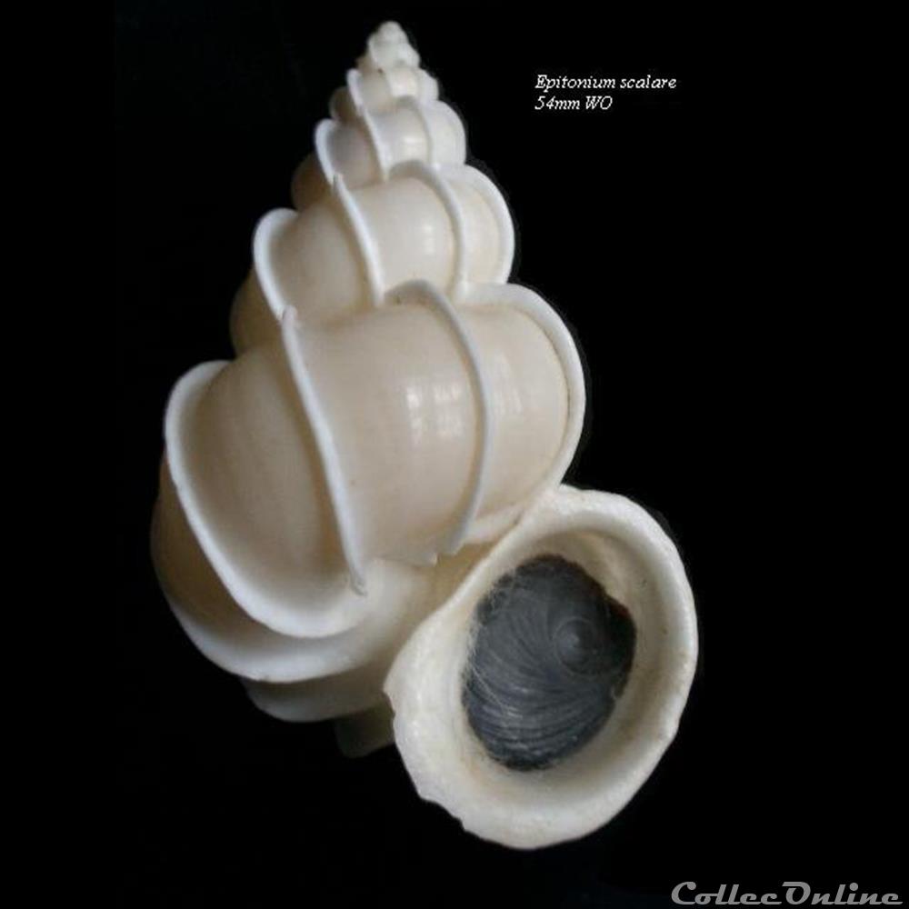 Epitonium scalare 54mm WO coquillage fossile gastropodum epitonium scalare 54mm wo
