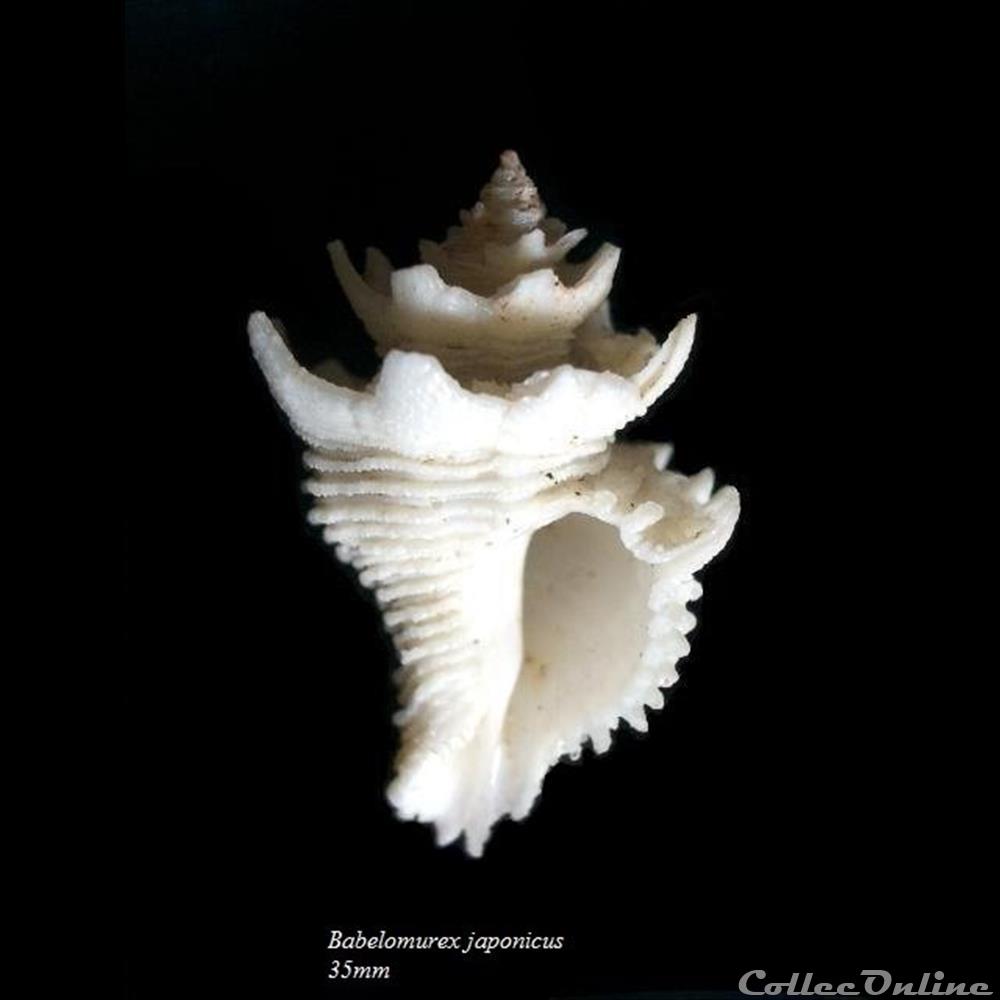 Babelomurex japonicus 35mm coquillage fossile gastropodum babelomurex japonicus 35mm