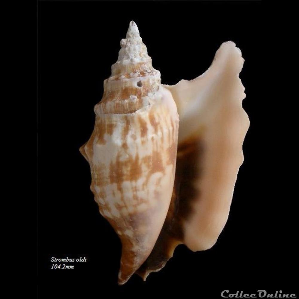 coquillage fossile gastropodum strombus oldi 104 3mm