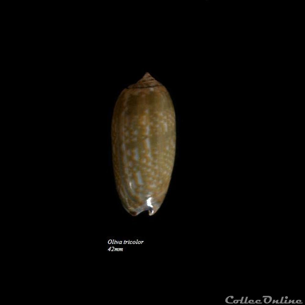 Oliva tricolor 42mm coquillage fossile gastropodum oliva tricolor 42mm