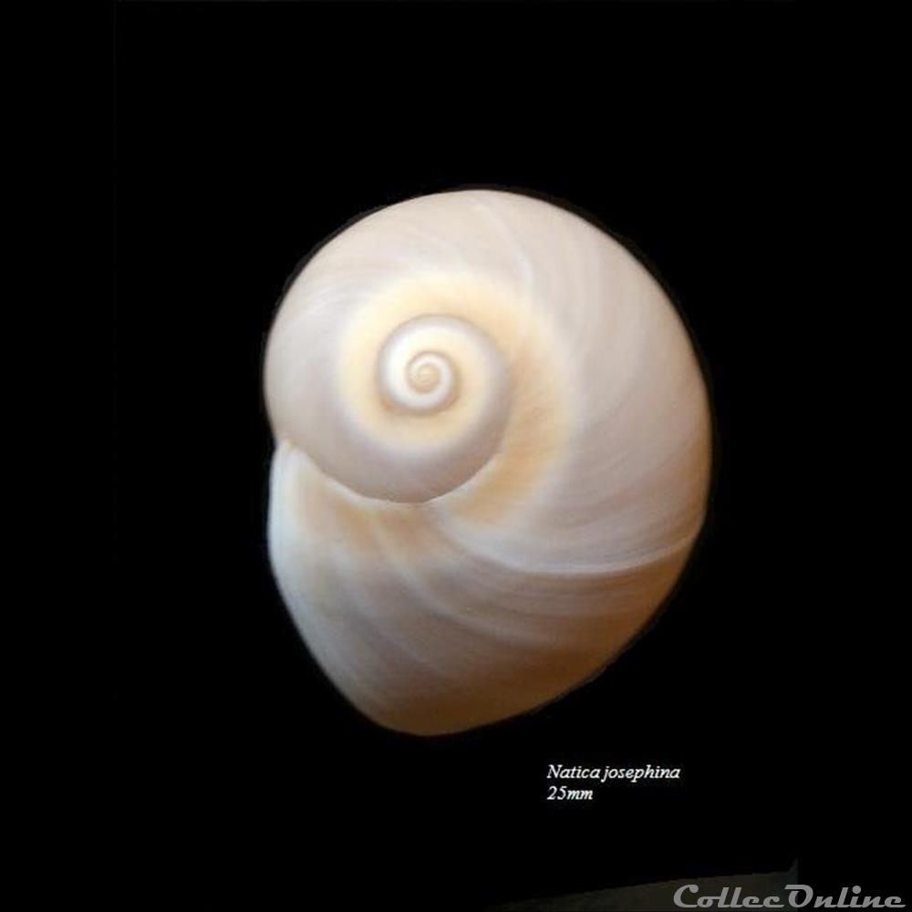 Polinices josephina 25mm coquillage fossile gastropodum polinices josephina 25mm