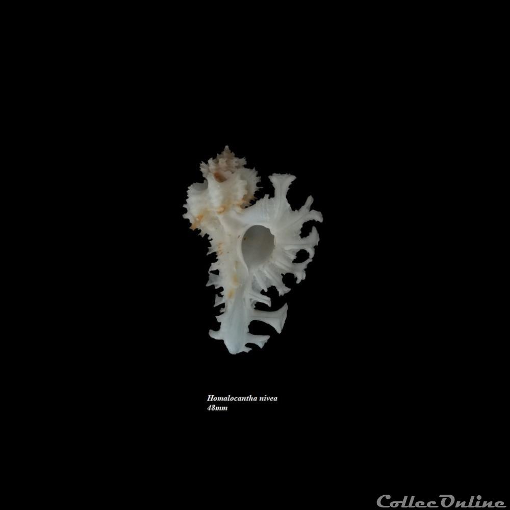 Homalocantha nivea 42.4mm WO 5 coquillage fossile gastropodum homalocantha nivea 42 4mm wo