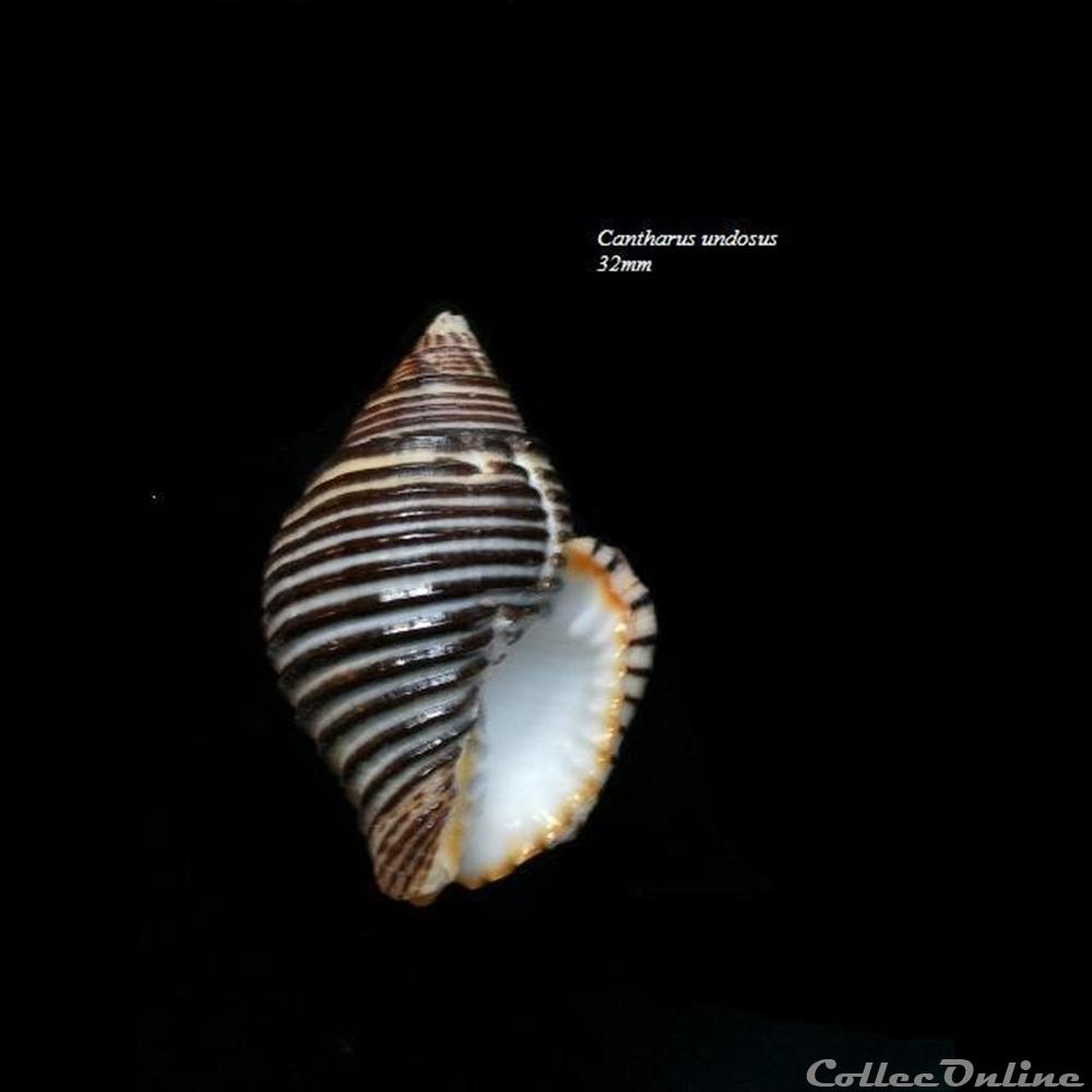 Cantharus undosus 32mm coquillage fossile gastropodum cantharus undosus 32mm