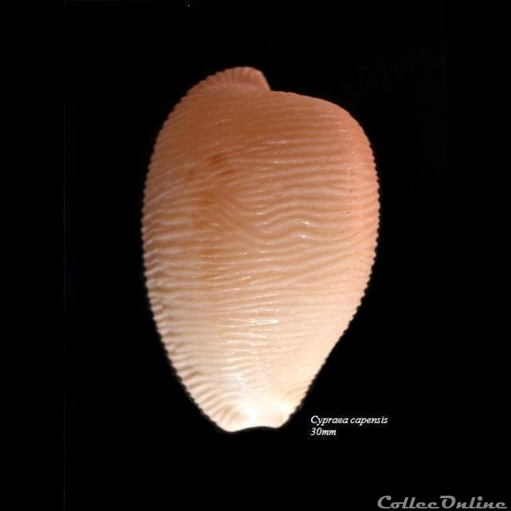 coquillage fossile gastropodum cypraea capensis 30mm