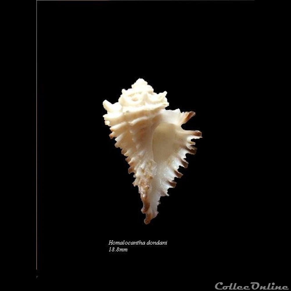 Homalocantha dondani 57.6mm 2 coquillage fossile gastropodum homalocantha dondani 57 6mm