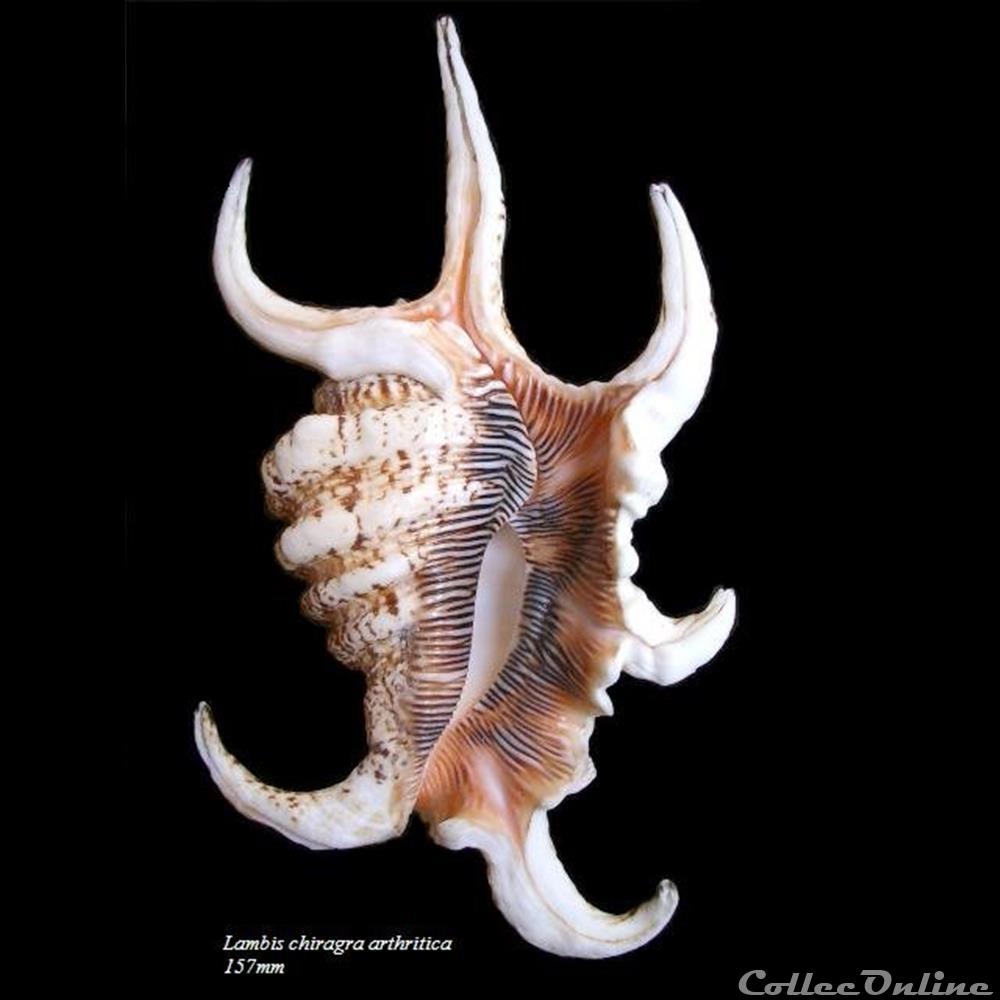 coquillage fossile gastropodum lambis chiragra arthritica 157mm