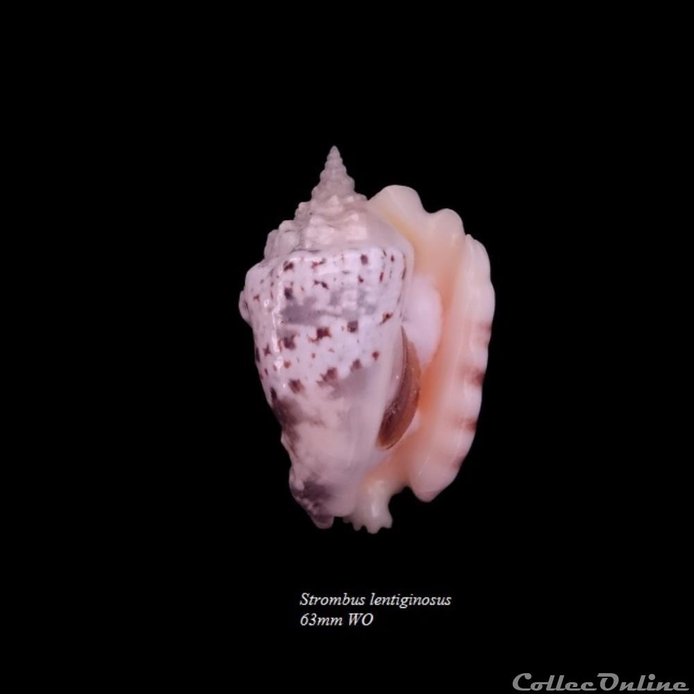 Strombus lengitinosus 63mm WO coquillage fossile gastropodum strombus lengitinosus 63mm wo