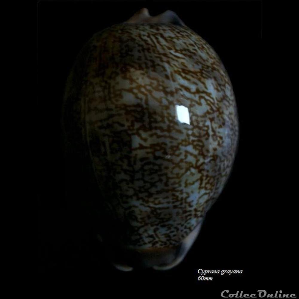 Cypraea grayana 60mm coquillage fossile gastropodum cypraea grayana 60mm