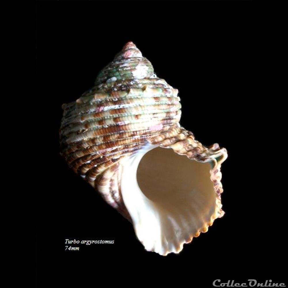 Turbo argyrostomus 74mm coquillage fossile gastropodum turbo argyrostomus 74mm