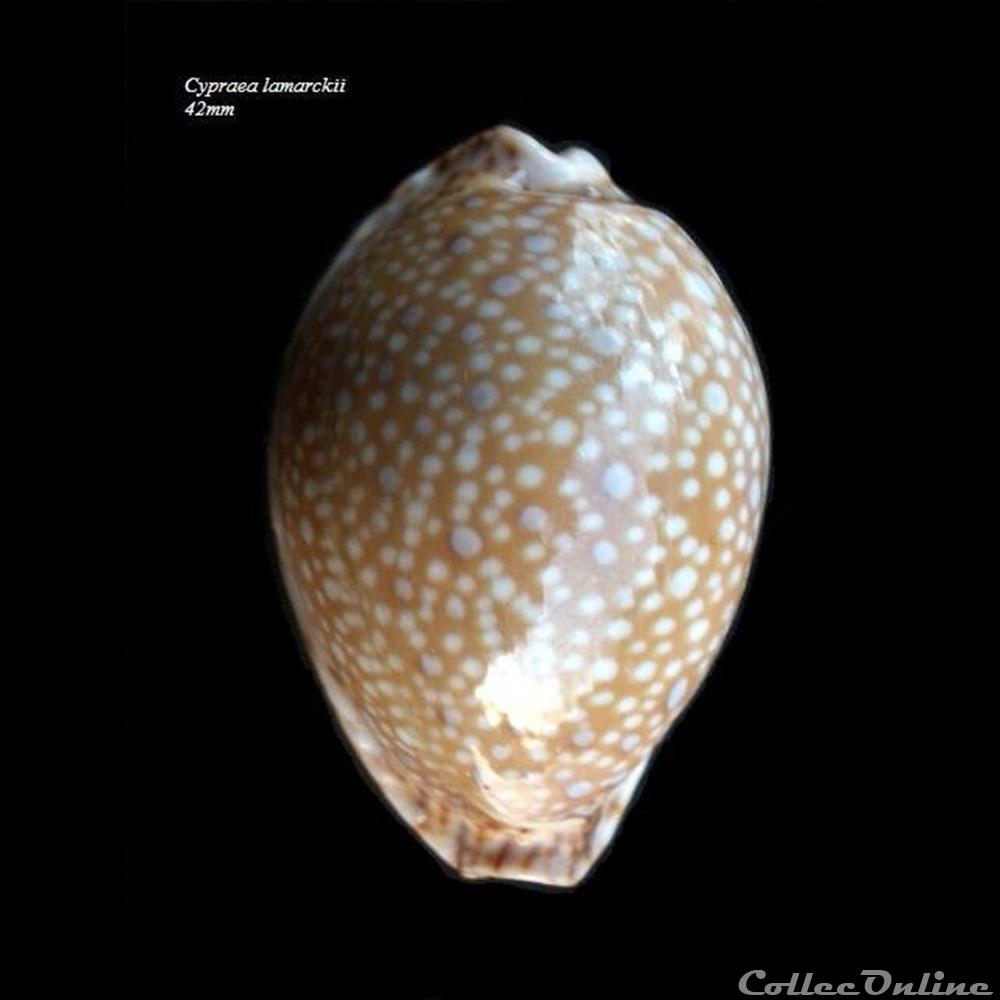 Cypraea lamarckii 42mm coquillage fossile gastropodum cypraea lamarckii 42mm