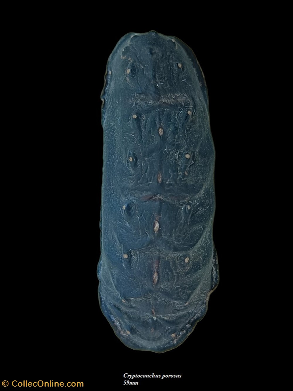 coquillages fossiles polyplacophora cryptoconchus porosus 59mm