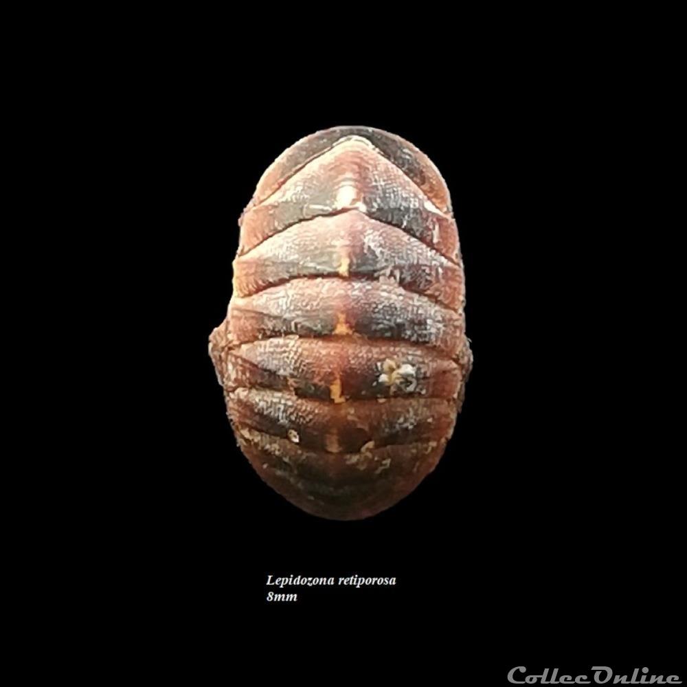 Lepidozona retiporosa 8mm coquillage fossile polyplacophora lepidozona retiporosa 8mm