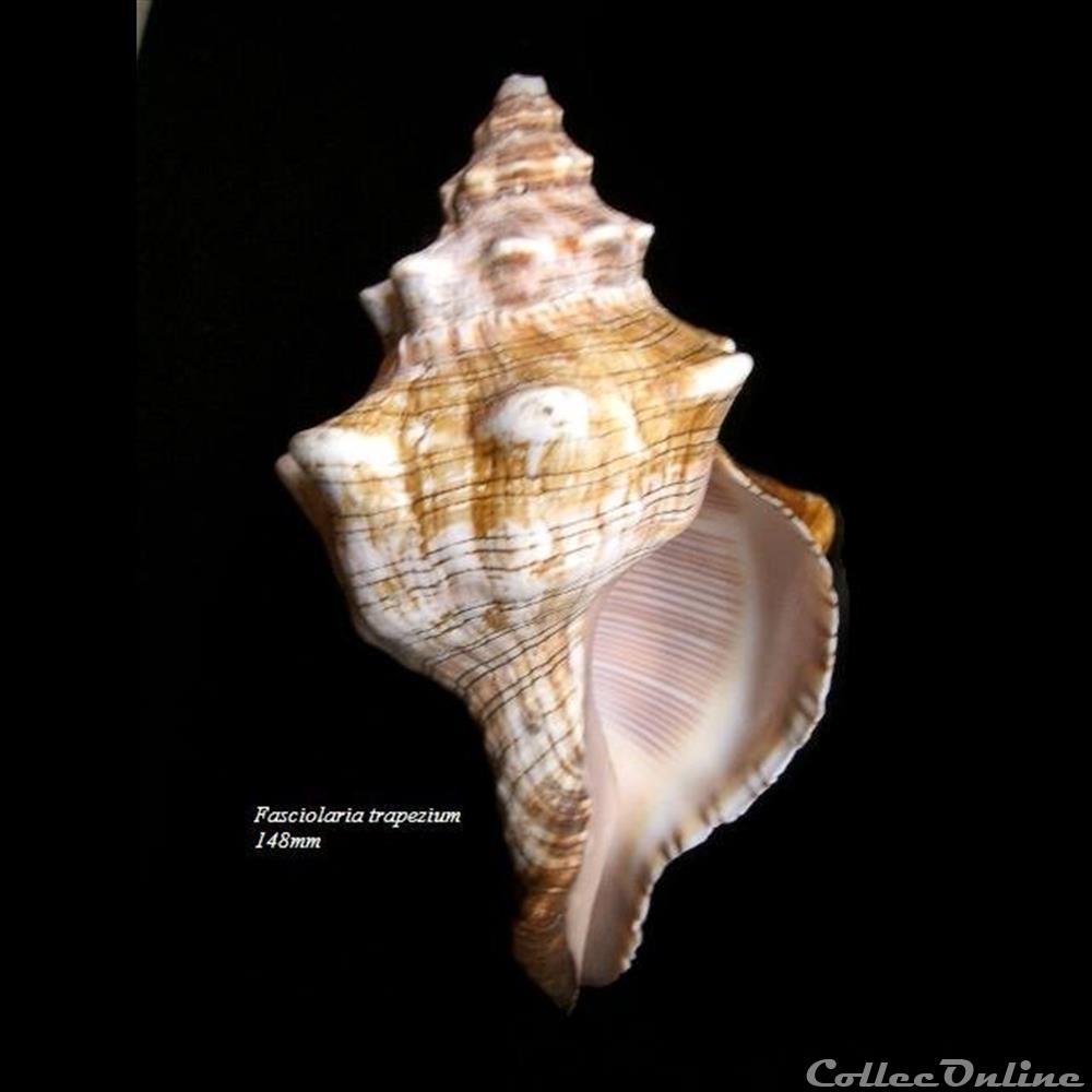 coquillage fossile gastropodum fasciolaria trapezium 148mm