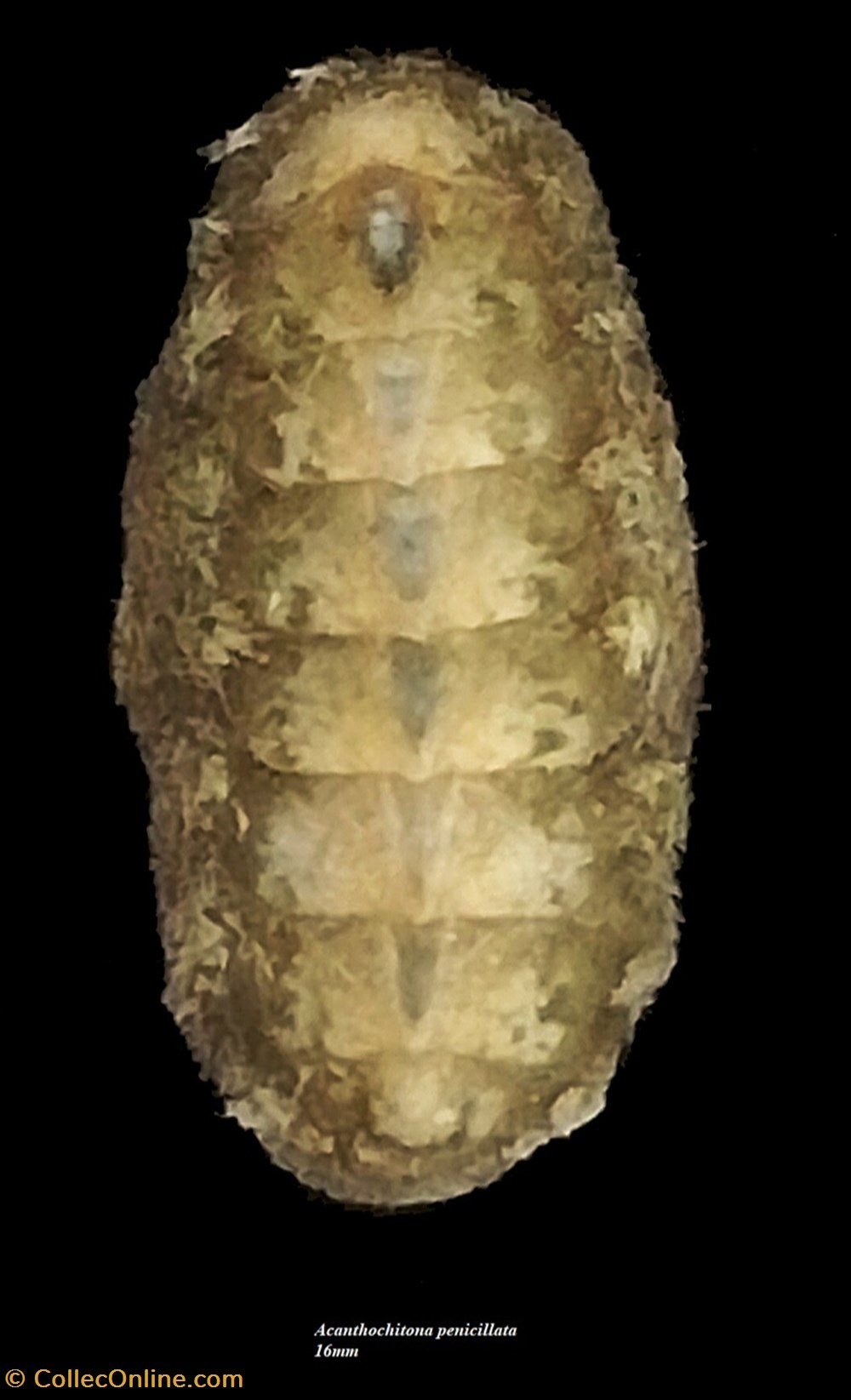 coquillages fossiles polyplacophora acanthochitona penicillata 16mm
