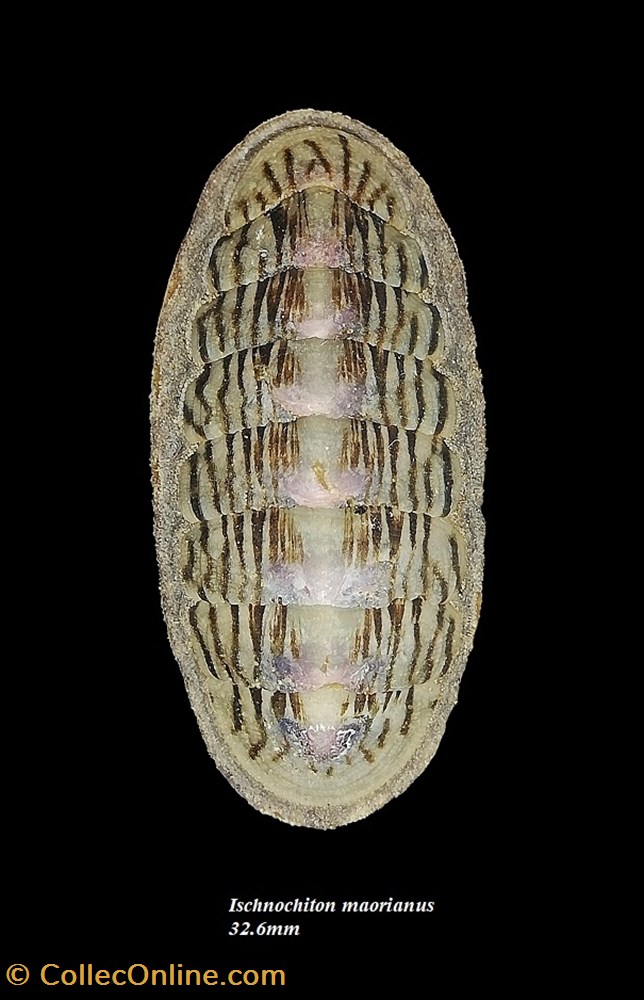Ischnochiton maorianus 32.6mm coquillages fossiles polyplacophora ischnochiton maorianus 32 6mm
